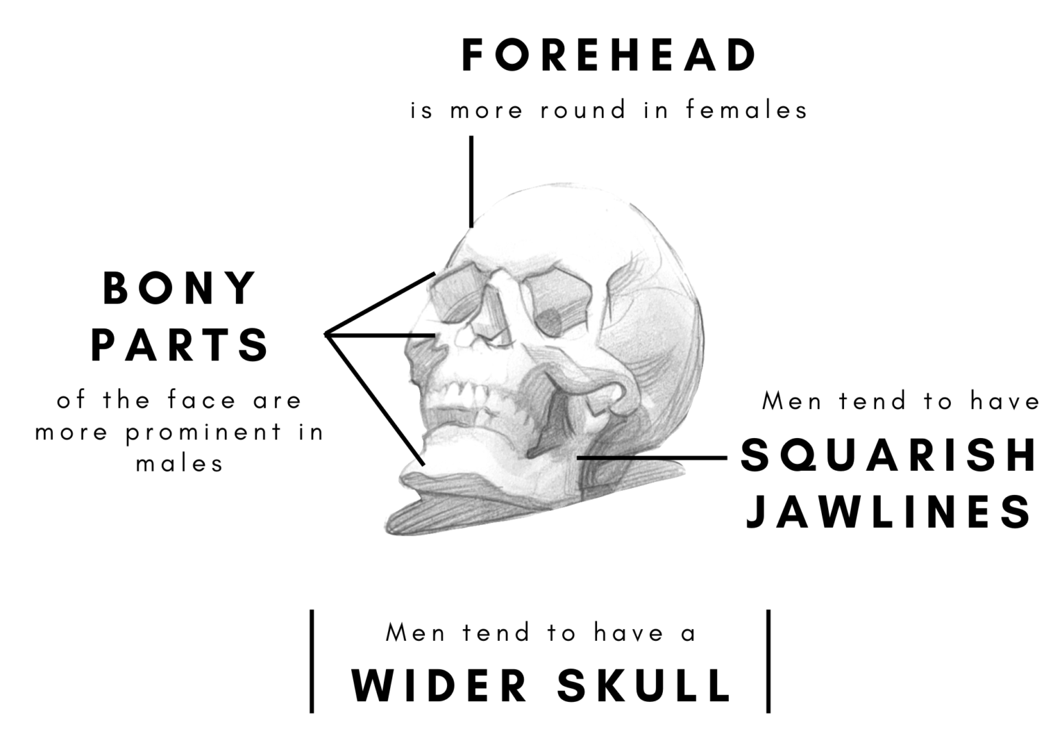 Drawing Male Vs. Female Faces Binge Drawing